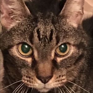 Meet your Posher, Aneilia